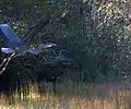 Blue heron on northeast shore