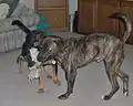 Brindle