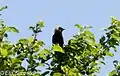 Male, New England, United States