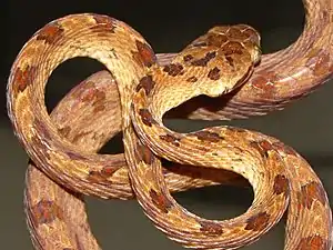 Dorsal view