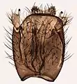 Male terminalia.