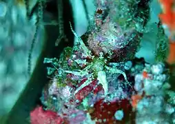 Boloceroides sp.
