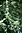 Evernia mesomorpha, Boreal oakmoss, The Ridges