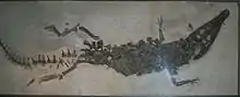 Topside view of a crocodile skeleton