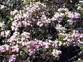 Prolific flowering in early November