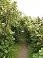 The nut garden, an avenue of hazelnut trees.