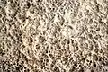 Botryobasidium vagum (Botryobasidiaceae)