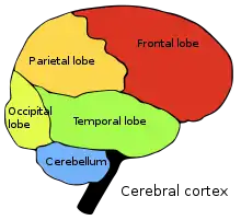 Four cerebral lobes and cerebellum:.mw-parser-output .legend{page-break-inside:avoid;break-inside:avoid-column}.mw-parser-output .legend-color{display:inline-block;min-width:1.25em;height:1.25em;line-height:1.25;margin:1px 0;text-align:center;border:1px solid black;background-color:transparent;color:black}.mw-parser-output .legend-text{}&nbsp;&nbsp;Occipital lobe.mw-parser-output .legend{page-break-inside:avoid;break-inside:avoid-column}.mw-parser-output .legend-color{display:inline-block;min-width:1.25em;height:1.25em;line-height:1.25;margin:1px 0;text-align:center;border:1px solid black;background-color:transparent;color:black}.mw-parser-output .legend-text{}&nbsp;&nbsp;Parietal lobe.mw-parser-output .legend{page-break-inside:avoid;break-inside:avoid-column}.mw-parser-output .legend-color{display:inline-block;min-width:1.25em;height:1.25em;line-height:1.25;margin:1px 0;text-align:center;border:1px solid black;background-color:transparent;color:black}.mw-parser-output .legend-text{}&nbsp;&nbsp;Frontal lobe.mw-parser-output .legend{page-break-inside:avoid;break-inside:avoid-column}.mw-parser-output .legend-color{display:inline-block;min-width:1.25em;height:1.25em;line-height:1.25;margin:1px 0;text-align:center;border:1px solid black;background-color:transparent;color:black}.mw-parser-output .legend-text{}&nbsp;&nbsp;Temporal lobe