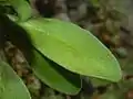 Leaf of Lobularia maritima
