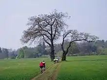 Cyclists on a bridleway