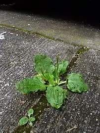 Growing in crack in sidewalk