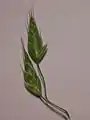 Spikelets detail