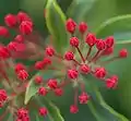 Flower buds