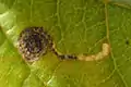 Mined leaf