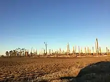 Image 11Trees that were completely debarked and denuded near Buckeye, Arkansas. (from Tornado outbreak of December 10–11, 2021)