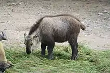 A young takin calf is feeding on hay. Its body is small and round, its fir is gray-ish brown with a longer, dark-brown stripe extending from its neck to its short, stubby tail. The extremities and nose are darker. Its horns have not grown in yet.