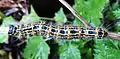 Buff-tip moth caterpillar, Phalera bucephala, 70 mm long