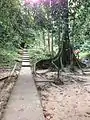 Bukit Mertajam Recreational Forest