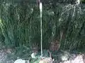 Forest spring in Bulgarka Nature Park