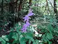 Forest flower in Bulgarka Nature Park
