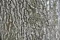 Bark