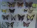 Butterflies on display in the Exhibit Hall