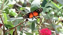 Family: ITHOMIDAE The Glasswings