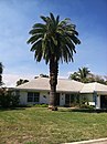 Mature Canary island date in Melbourne, Florida