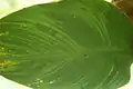 CYMV infected foliage