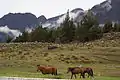 Horses in the Park