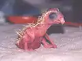 Cacatua alba - First Born - Fresh out of shell and not even dry yet.