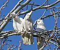 Little Corellas (Cacatua sanguinea), photographed beside Toongabbie Creek, suburban Sydney.