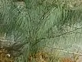Shrub of Parkinsonia aculeata