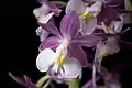 Flowers of Calanthe izu-insularis