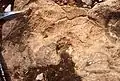 Washover, ammonites and belemnites (by storms) on top of a regressive cycle, supratidal environment. Middle liassic of the High Atlas, Morocco.