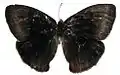 Female, upperside