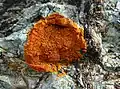 Caloplaca ignea