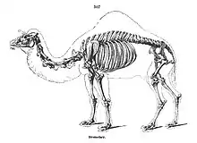 Skeleton