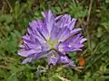 Flowers of Campanula spicata
