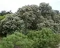 The Cape Camphor tree (Tarchonanthus camphoratus) naturally occurs in Strandveld.