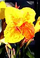 Canna 'Burgundia', Sprenger 1896