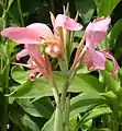 Canna 'Erebus', Armstrong