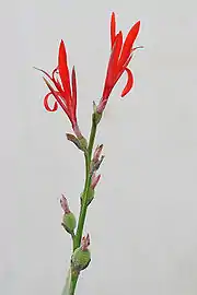 Flowers and capsules