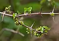Canthium coromandelicum