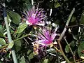 Capparis zeylanica shrub kambalakonda, Visakhapatnam