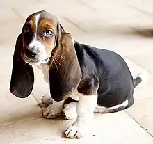 Image 50Basset Hound (from Puppy)