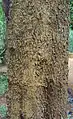 Bark