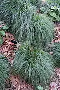 Habit