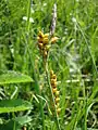 Carnation sedge