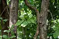 Trunk in Narsapur, Medak district, India.